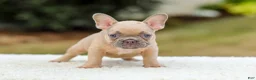 French Bulldog dogs for sale: Nash - Ad 5