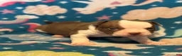 American Bully dogs for sale: American Bully 1 - Ad 1