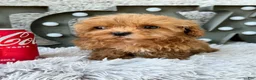 Cavapoo dogs for sale: Apple - Ad 1