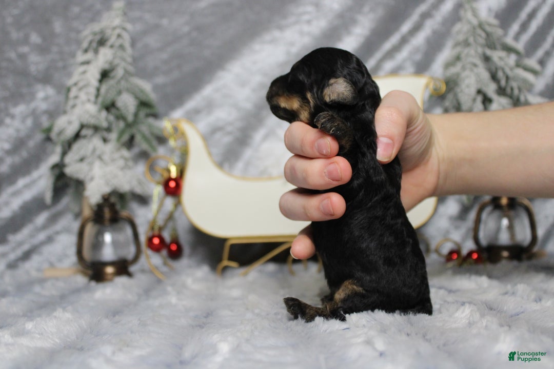 Toy Poodle dogs for sale: Jasper  - Ad 10