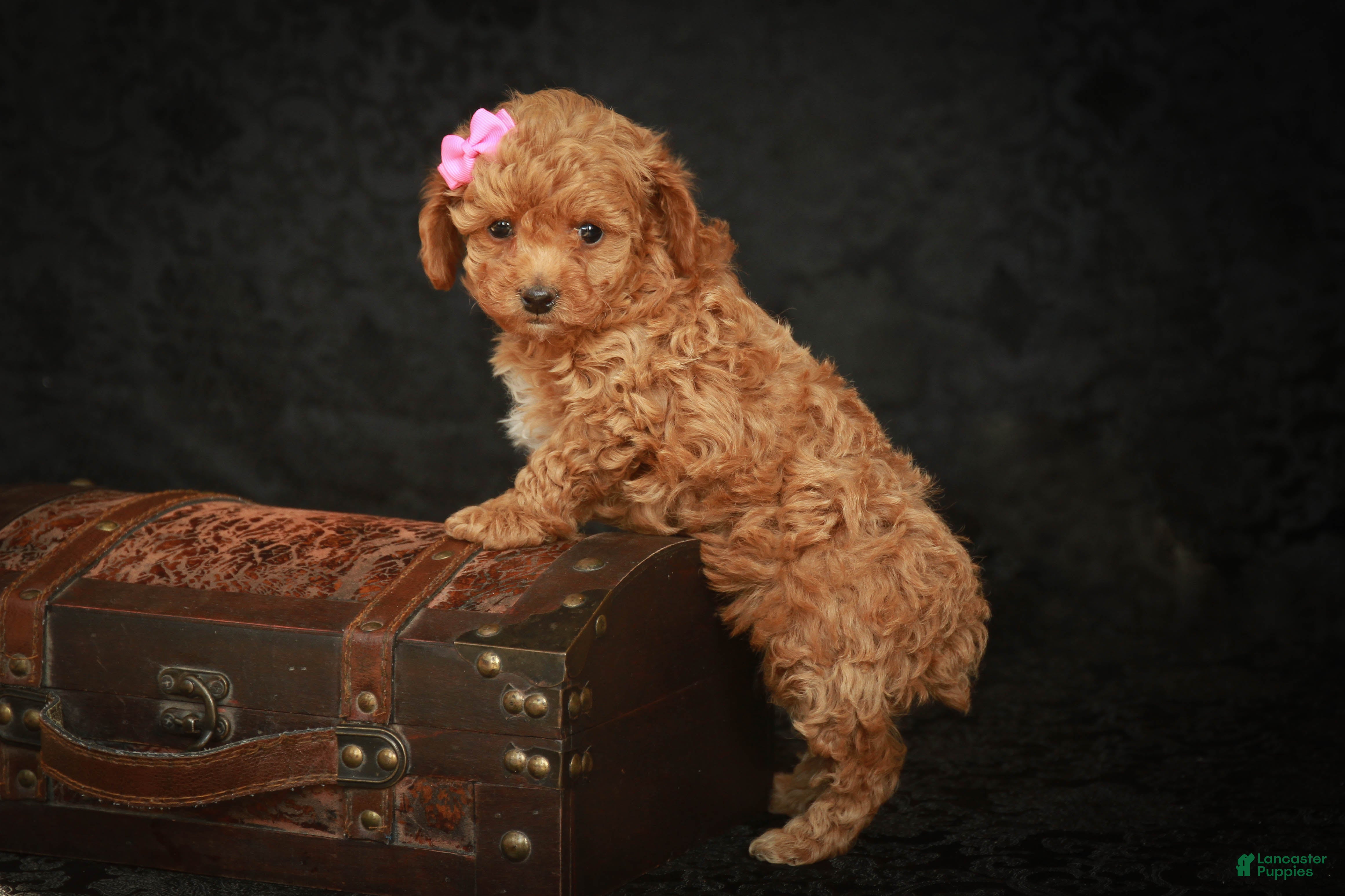 Toy Poodle dogs Macy - Ad 1