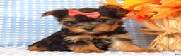 Yorkshire Terrier dogs for sale: Carly  - Ad 7