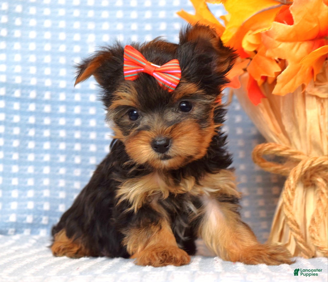 Yorkshire Terrier dogs for sale: Carly  - Ad 7
