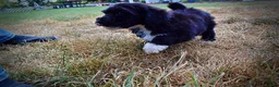 Havapoo dogs for sale: Kudos - Ad 15