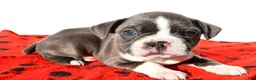 Boston Terrier dogs for sale: Shawn - Ad 6