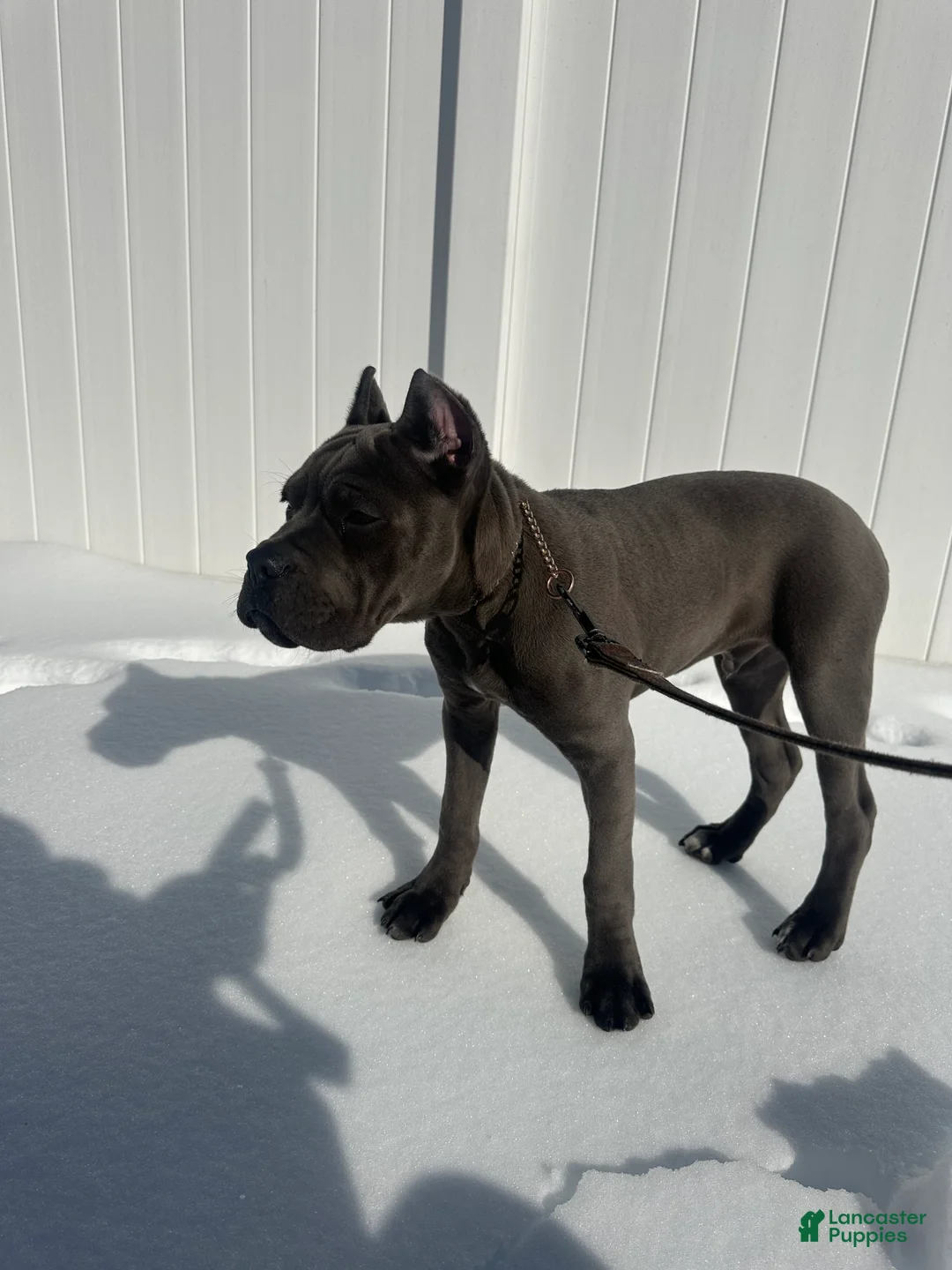 Cane Corso dogs for sale: Bleu - Ad 2