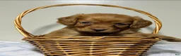Cavapoo dogs for sale: Rudy Cavapoo  - Ad 7