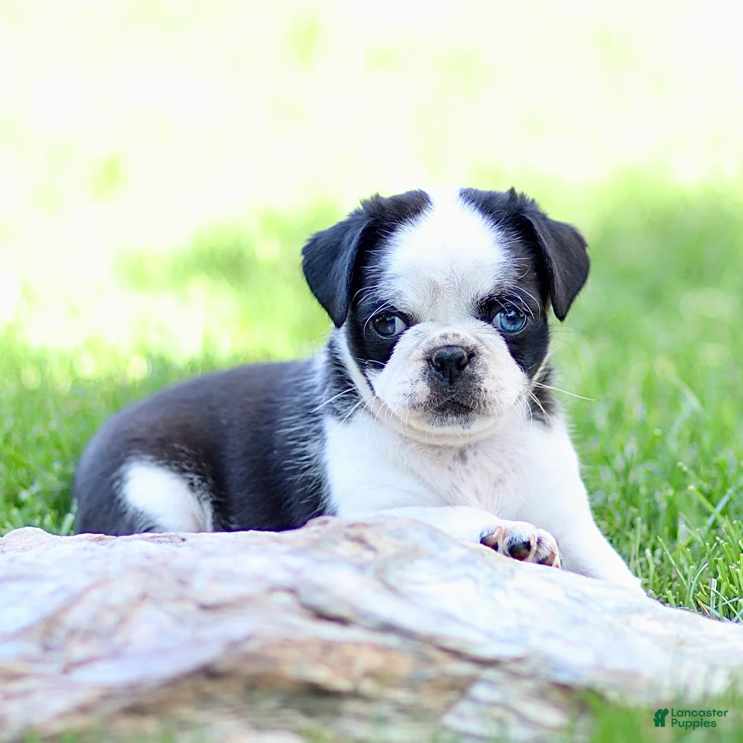 Pug dogs for sale: Bonnie - Ad 2