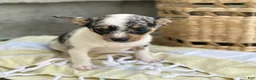 Chihuahua dogs for sale: Rosie - Ad 7