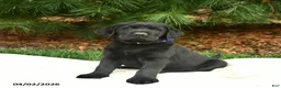 Labrador Retriever dogs for sale: Gandalf  - Ad 1
