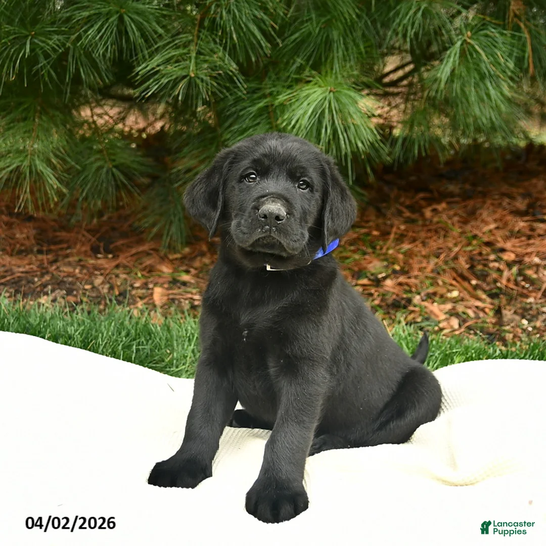 Labrador Retriever dogs for sale: Gandalf  - Ad 1