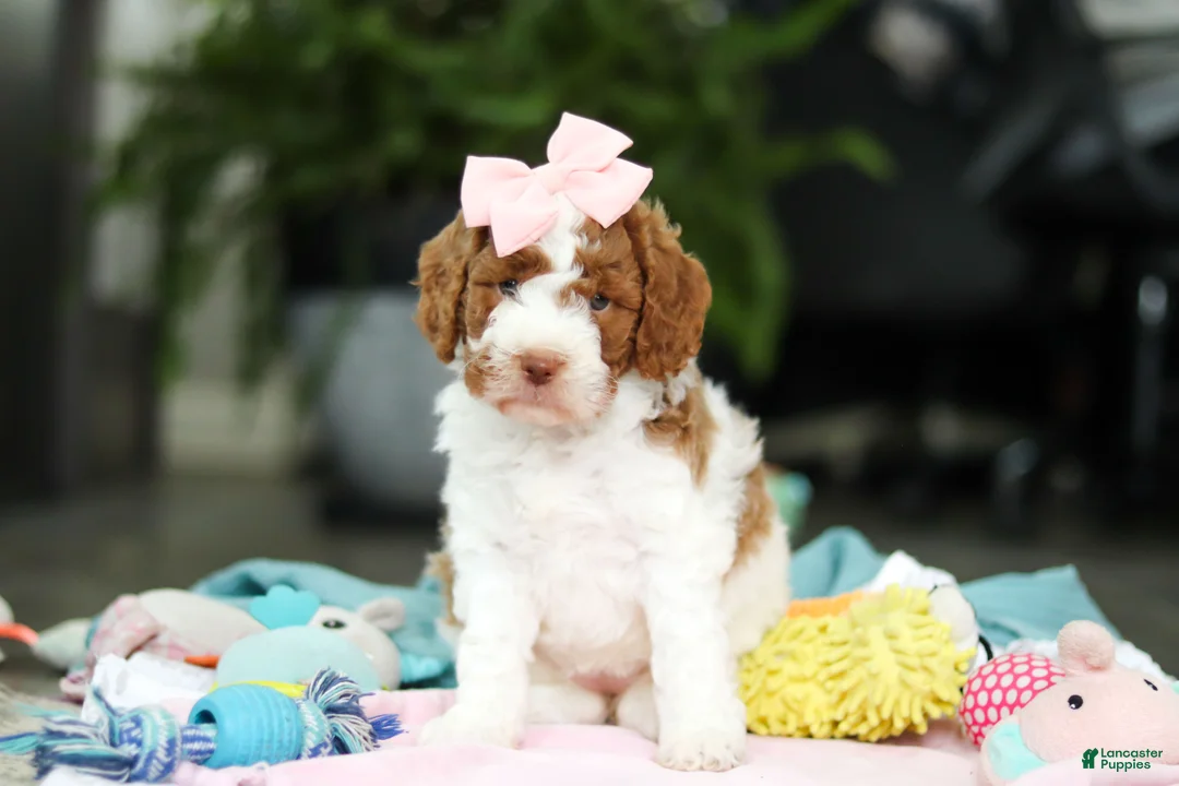 Goldendoodle dogs for sale: Blaire - Ad 1