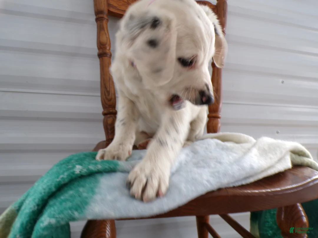 Border Terrier dogs for sale: Border Terrier Puppy 3 Charmin - Ad 4