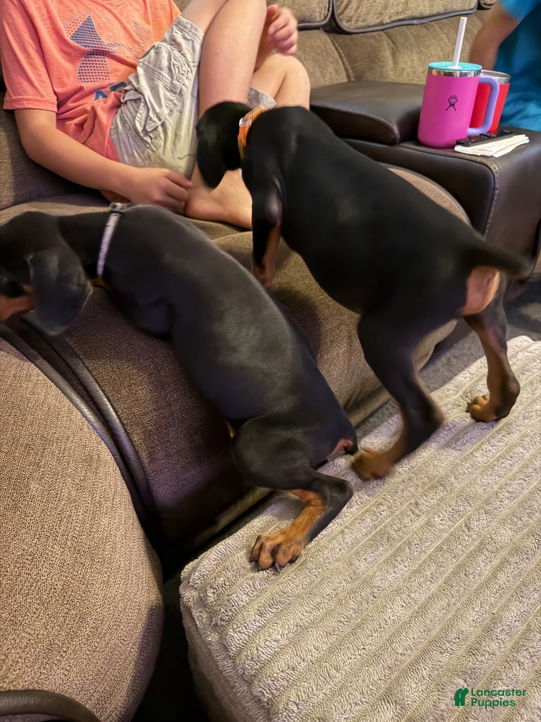 Doberman Pinscher dogs for sale: Doberman Pinscher 1 - Ad 2
