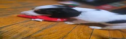 Miniature Dachshund dogs for sale: Piglet - Ad 18