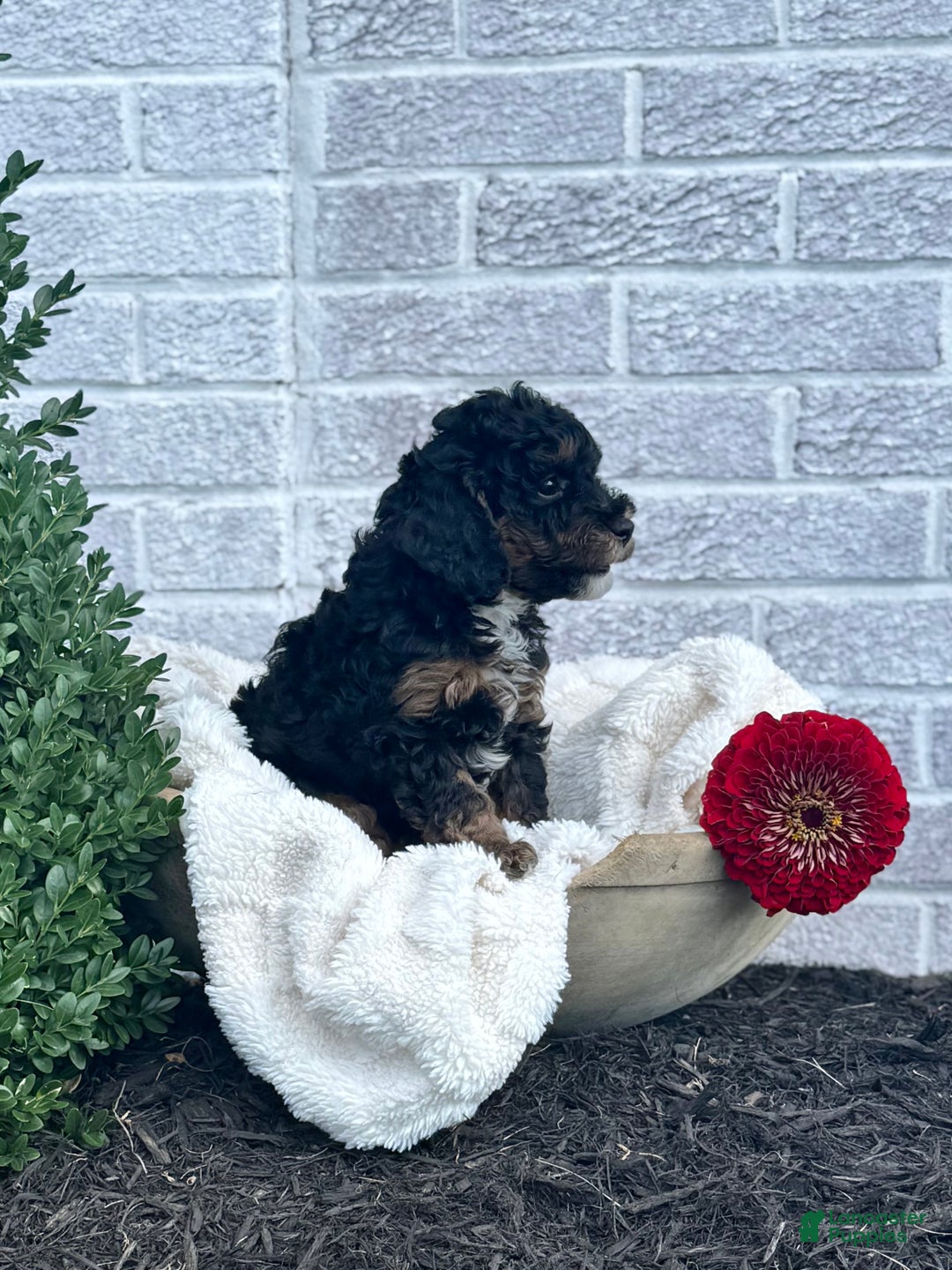 Cavapoo dogs for sale: Maverick - Ad 13
