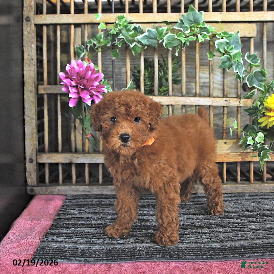 Mini Goldendoodle dogs Peggy - Ad 2