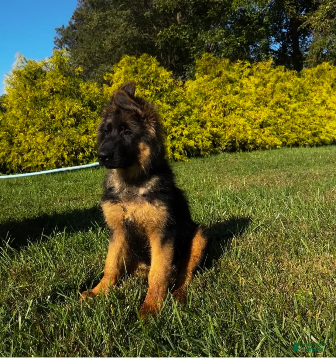 German Shepherd dogs Baby Blue  - Ad 2