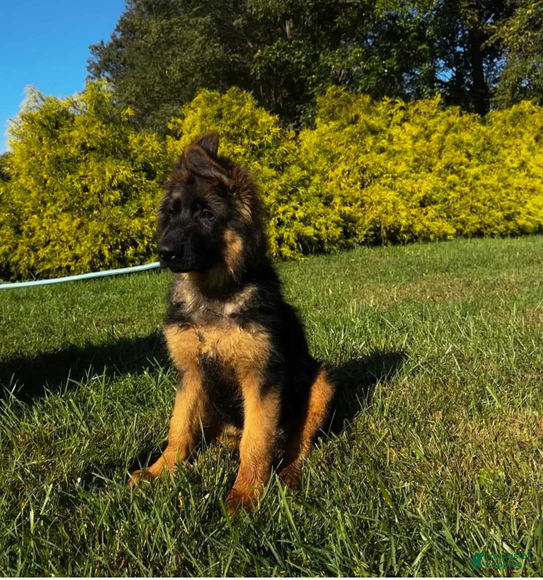 German Shepherd dogs for sale: Baby Blue  - Ad 2