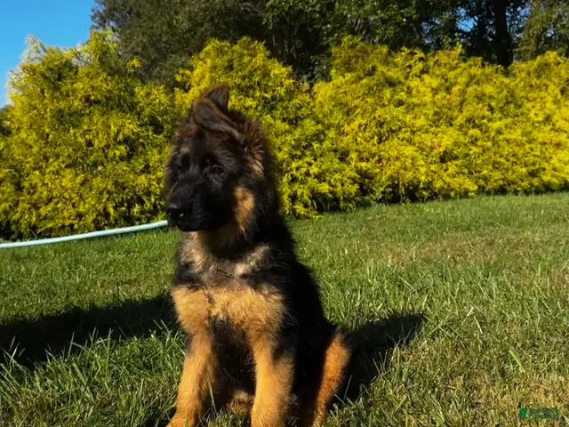 German Shepherd dogs for sale: Baby Blue - Ad 2