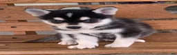 Alaskan Klee Kai dogs for sale: Slate - Toy Size Mini Husky Boy - Ad 5