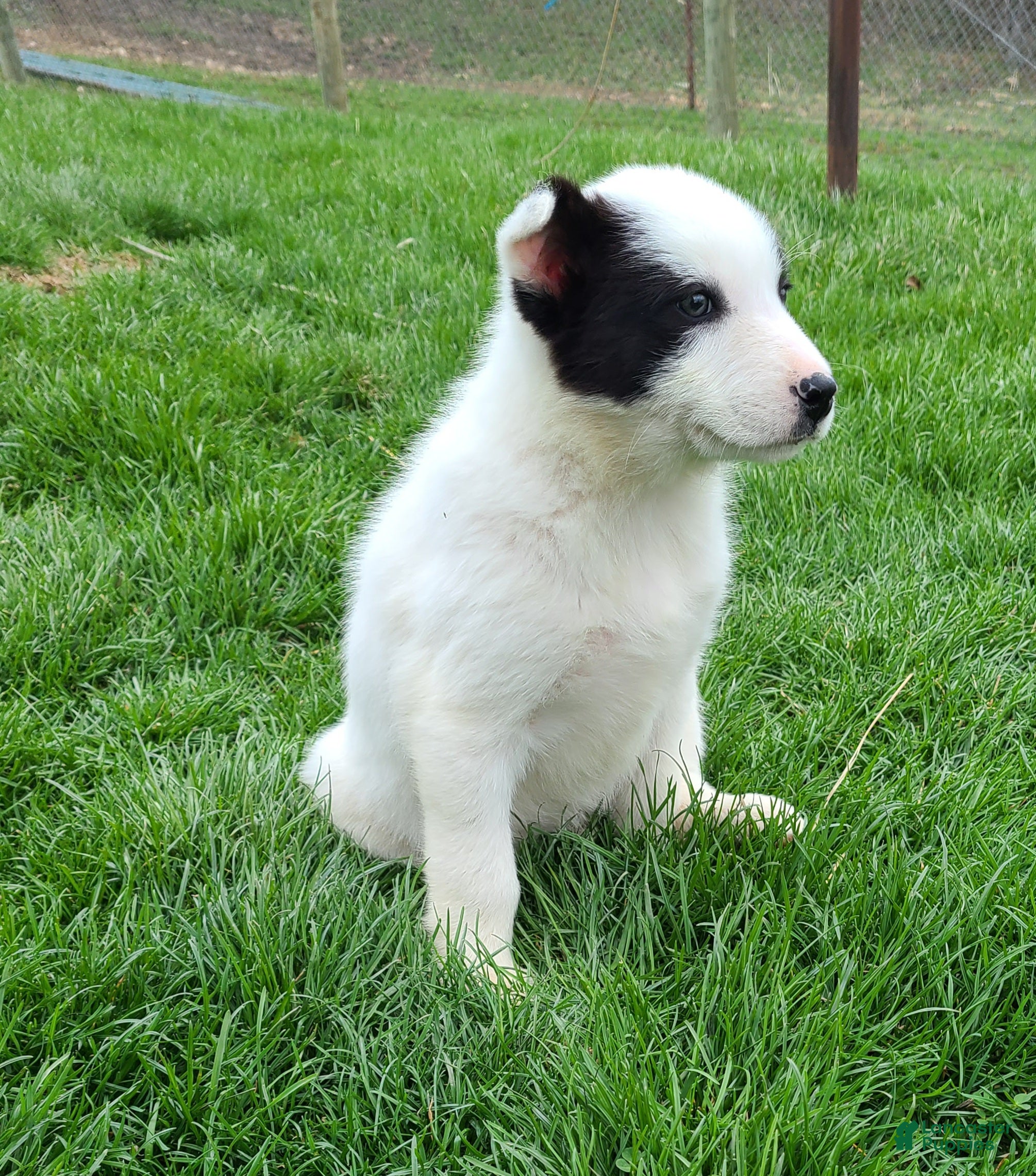 Border Collie dogs Princess  - Ad 2