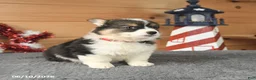 Welsh Corgi Pembroke dogs for sale: Betsy Ross - Ad 2