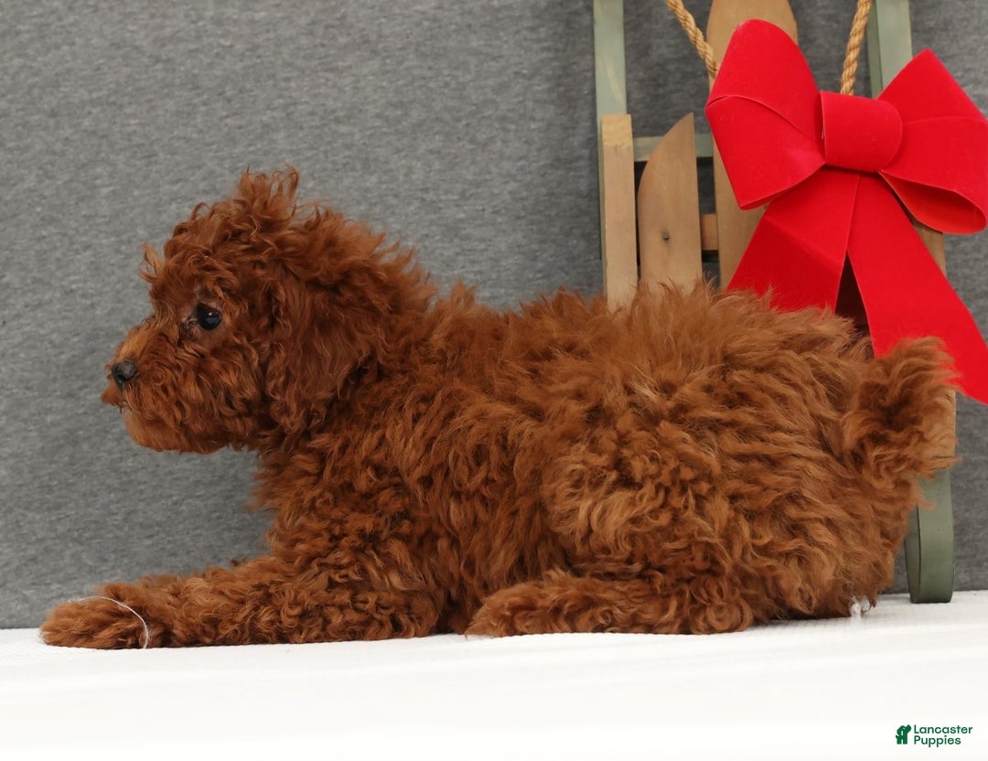 Miniature Poodle dogs for sale: Fifi - Ad 4