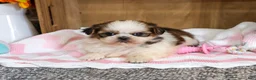 Shih Tzu dogs for sale: Jessie - Ad 2