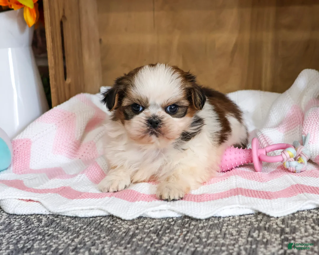 Shih Tzu dogs for sale: Jessie - Ad 2