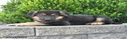 German Shepherd dogs for sale: Dalia - Ad 3