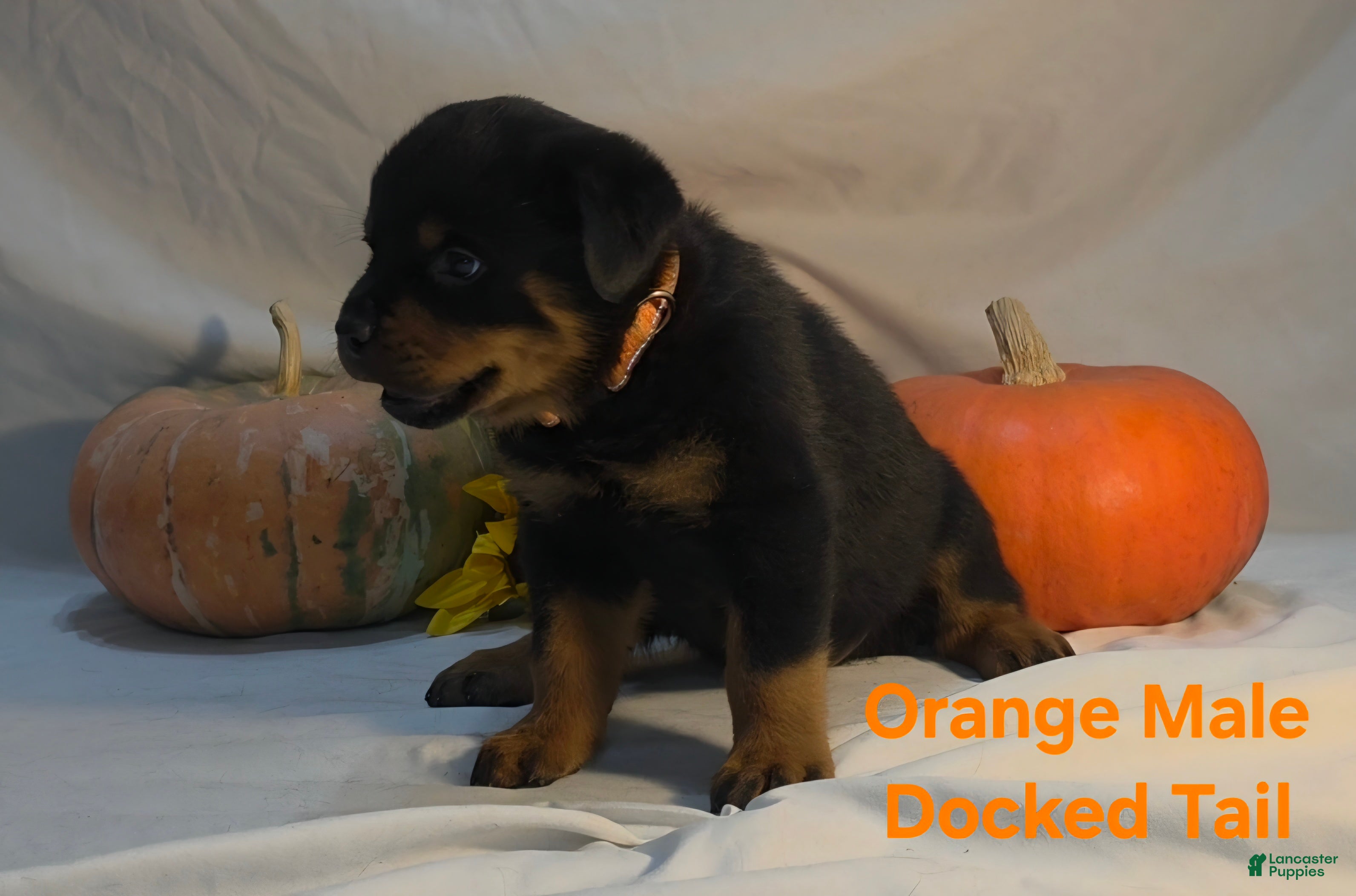 Rottweiler dogs Orange - Ad 1