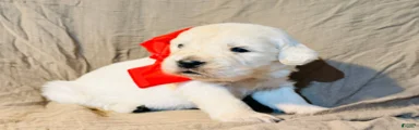 Red Boy