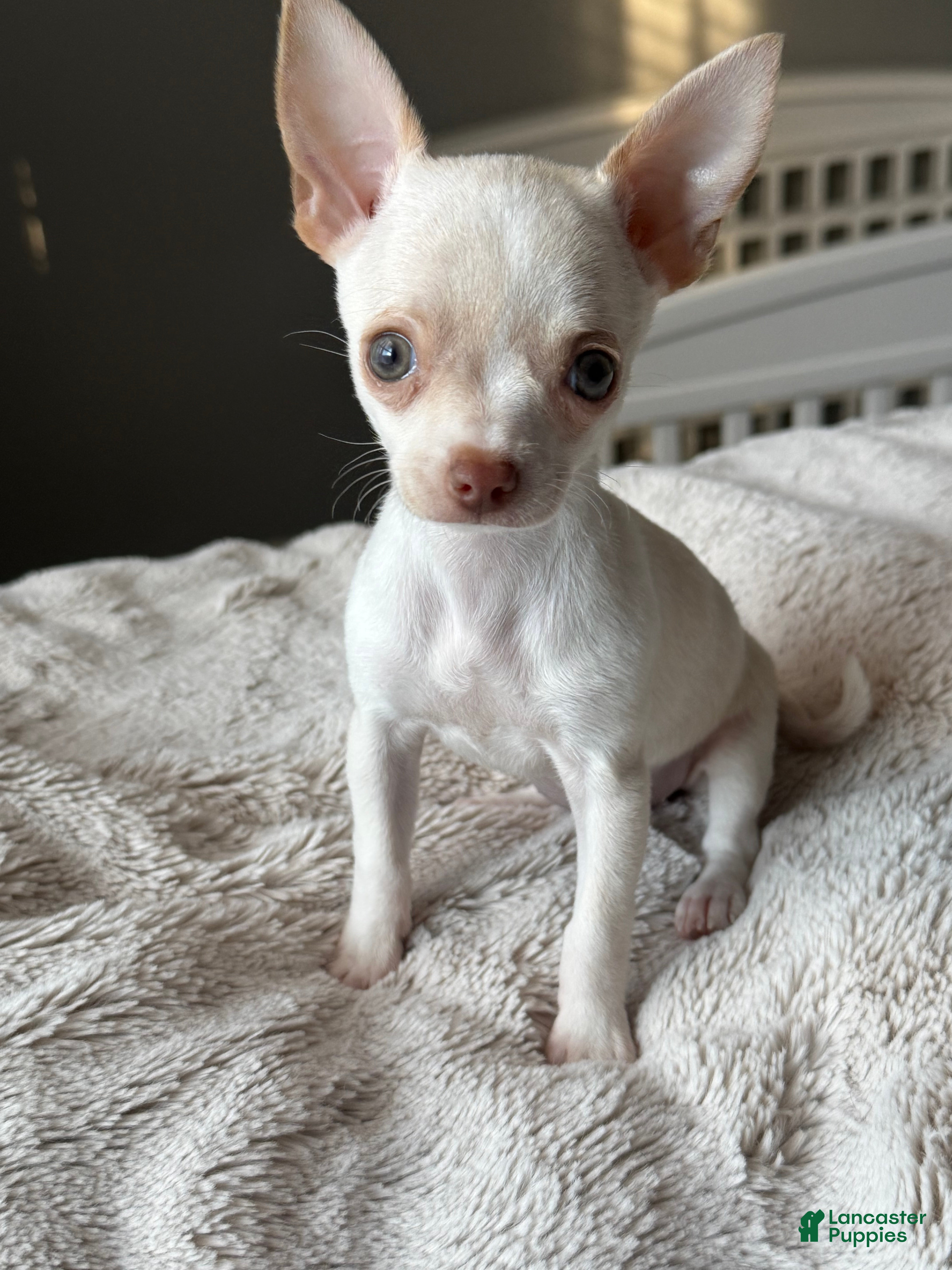 Chihuahua dogs Cream and white female chihuahua  - Ad 1