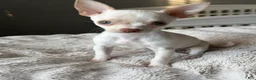 Chihuahua dogs for sale: Cream and white female chihuahua  - Ad 1