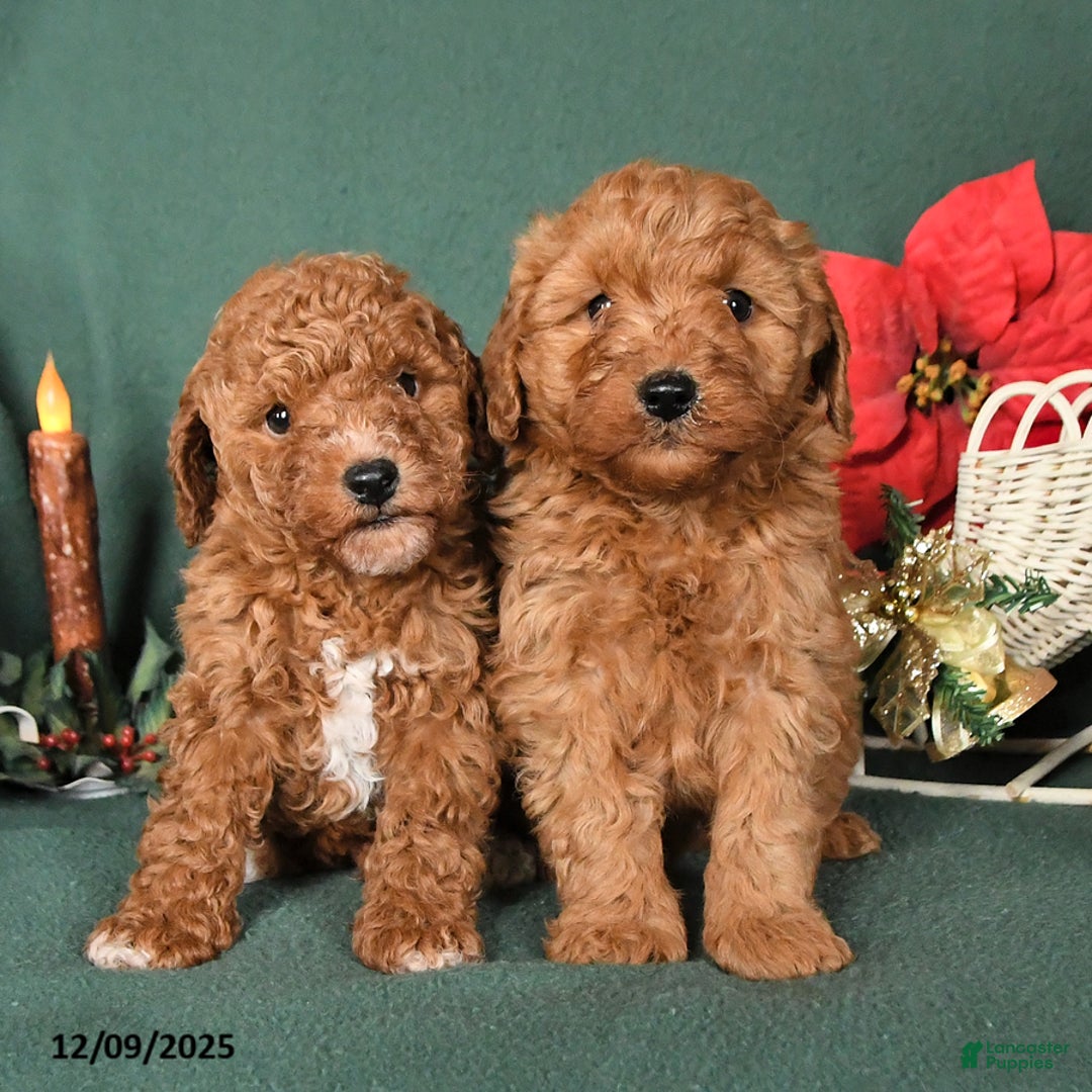 Labradoodle dogs for sale: Vance - Ad 5