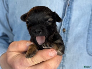 Chihuahua dogs Blackwood - Ad 14