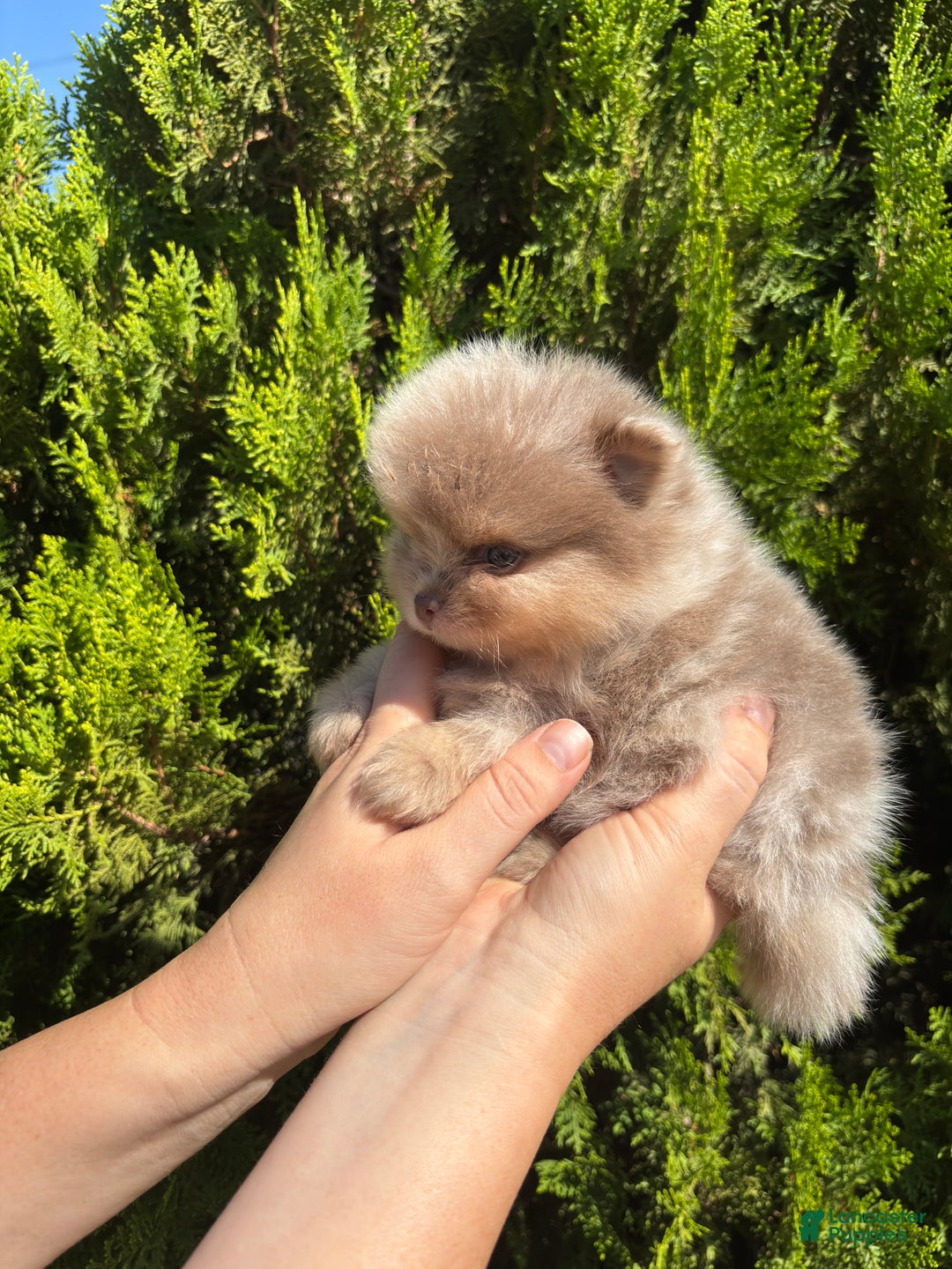 Pomeranian dogs for sale: Lavender merle - Ad 2