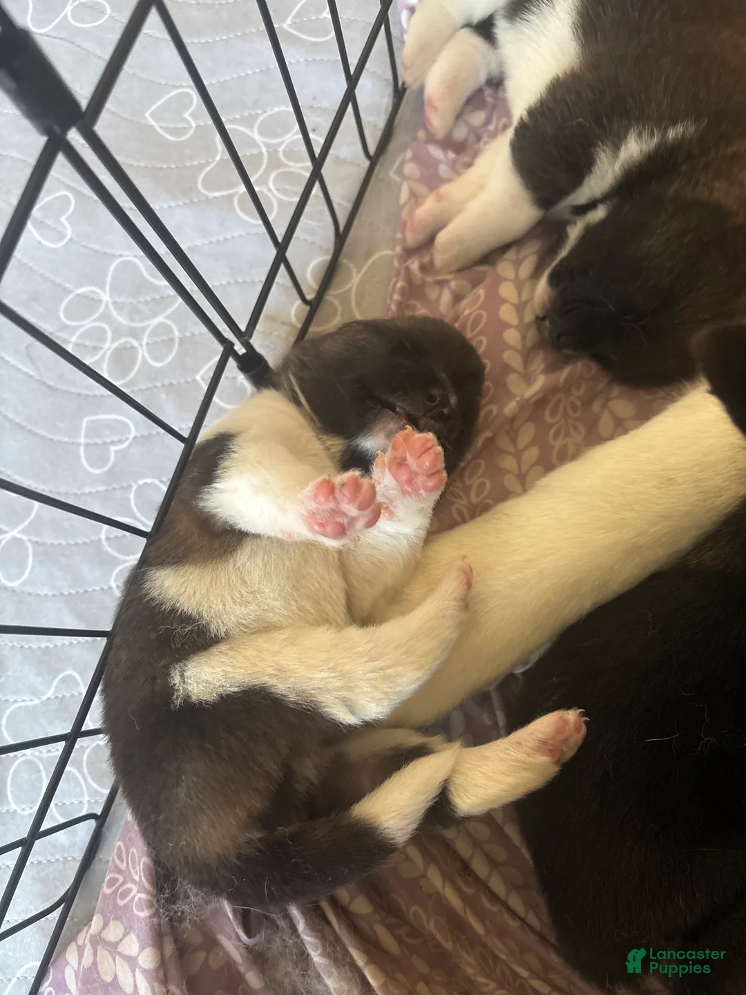 Akita dogs for sale: Akita 6 - Ad 1