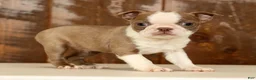 Boston Terrier dogs for sale: Reba - Ad 5