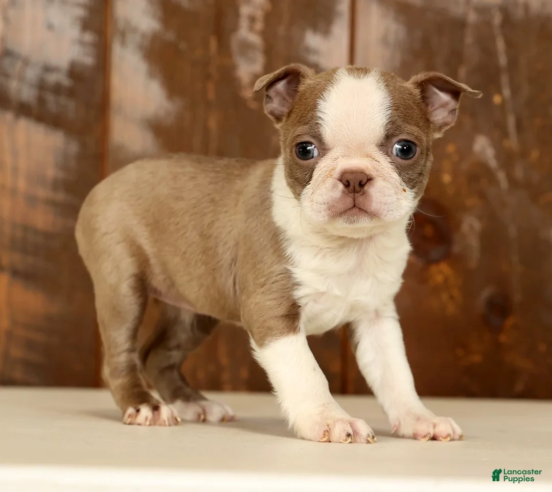 Boston Terrier dogs for sale: Reba - Ad 5