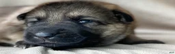 German Shepherd dogs for sale: Sadie - Ad 12