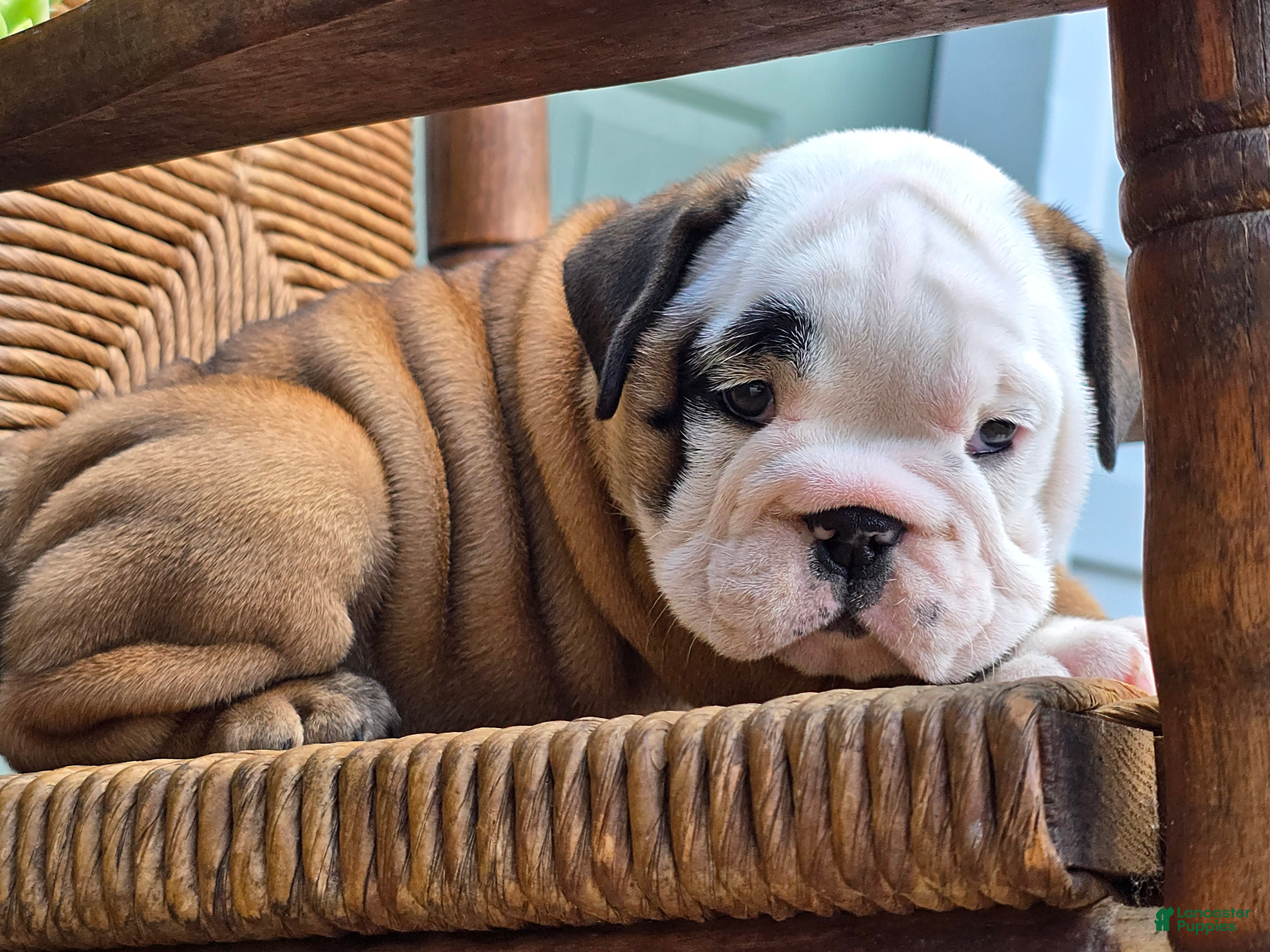 English Bulldog dogs Bagel - Ad 1