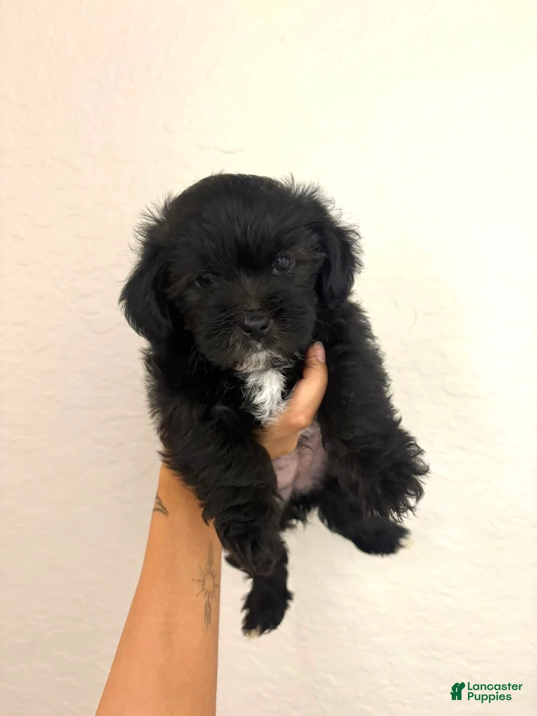 Yorkiepoo dogs for sale: Tinkerbell - Ad 1