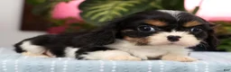 Cavalier King Charles Spaniel dogs for sale: Pixel - Ad 4