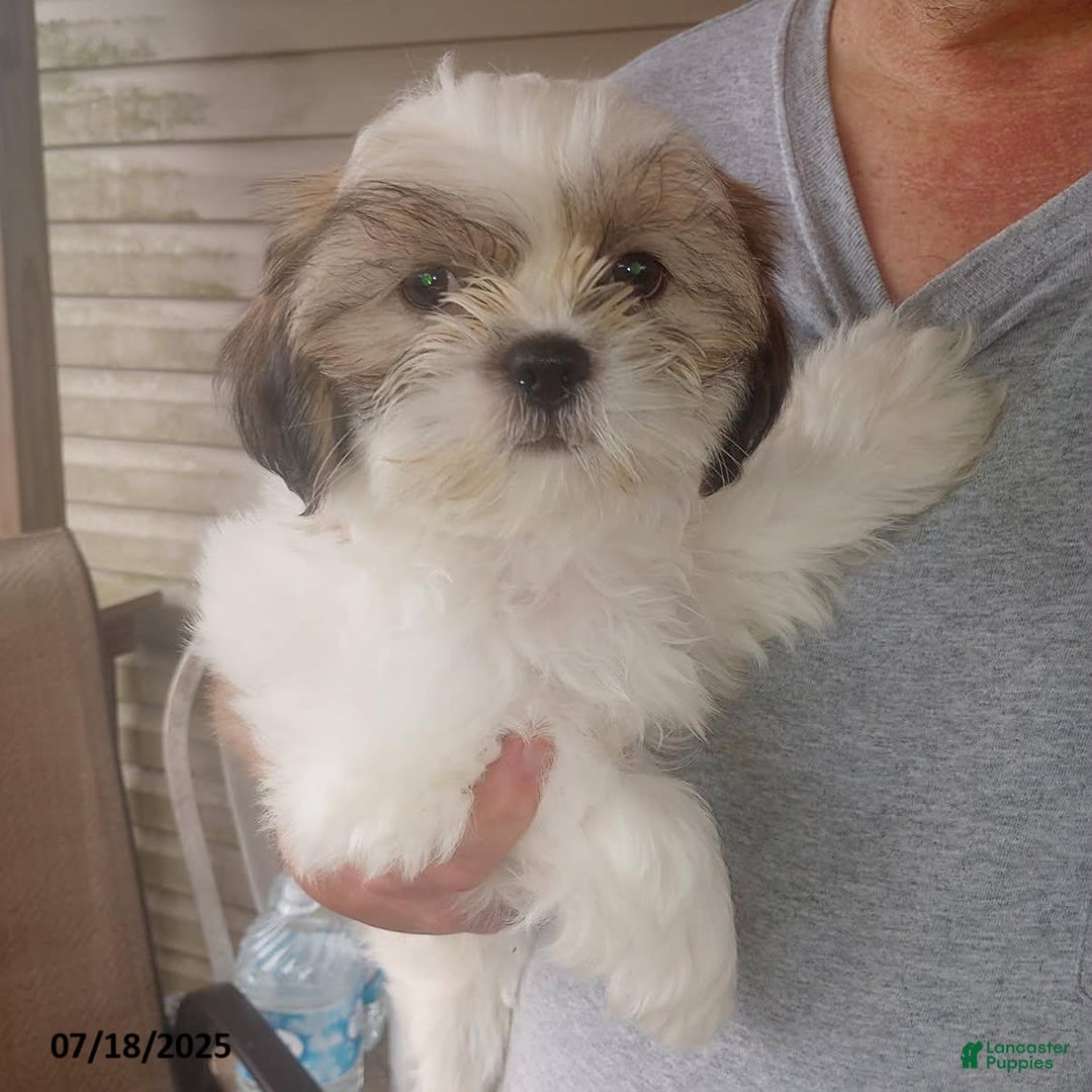 Medium Sized Dog Best Shih Tzu Breeders Best Shih Tzu Breeders