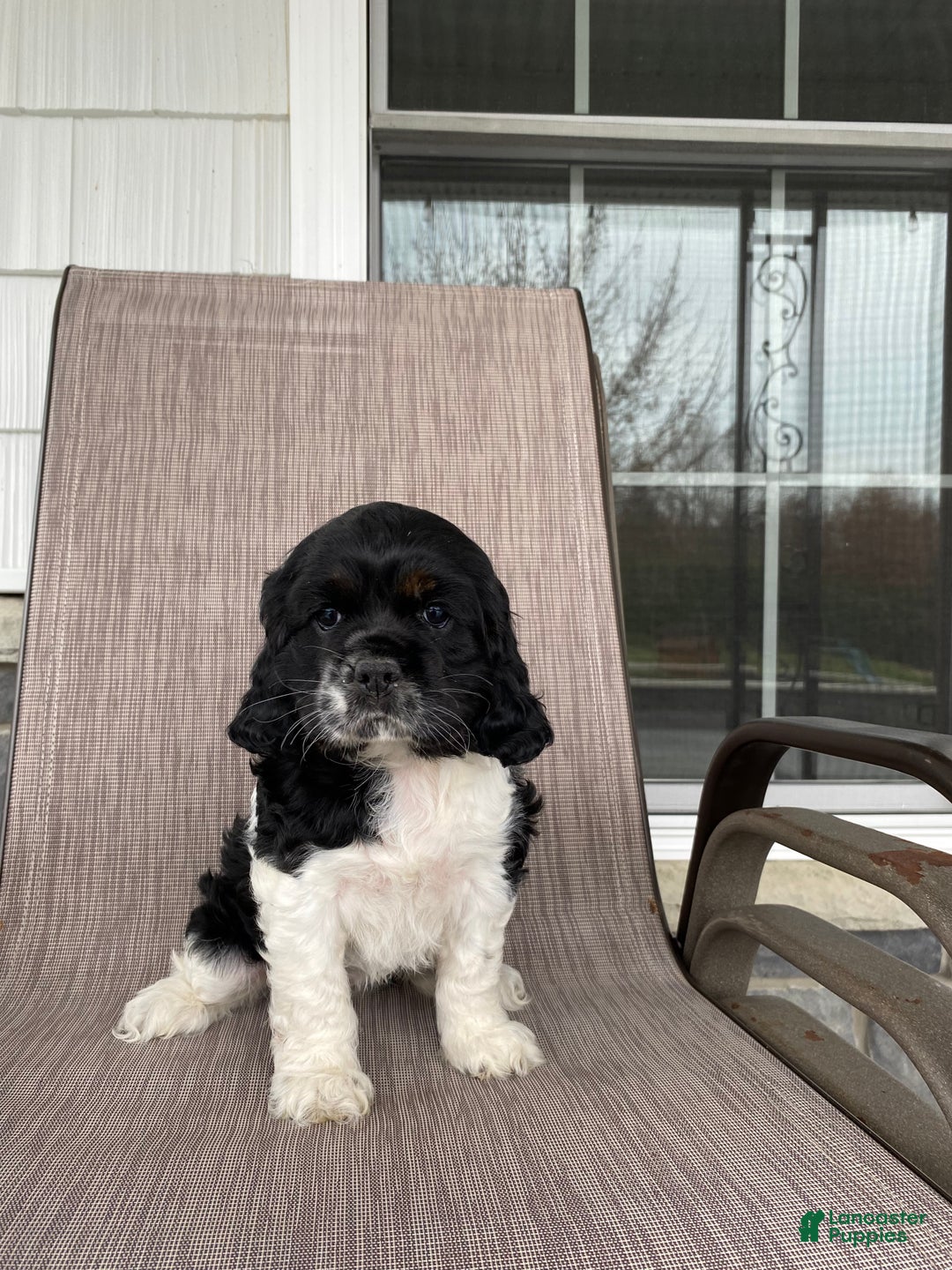 Cocker Spaniel dogs for sale: Roxy - Ad 2