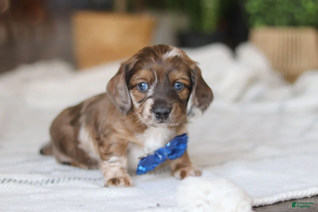 Miniature Dachshund dogs for sale: Keilbasa - Ad 4