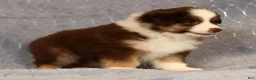 Miniature Australian Shepherd dogs for sale: Farley - Ad 5