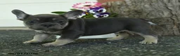 French Bulldog dogs for sale: Skippy - Ad 2